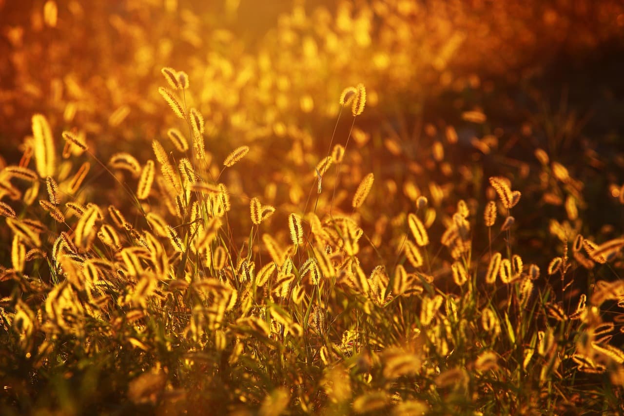 Foxtail grasses in a summer meadow, backlit by low golden sunlight
