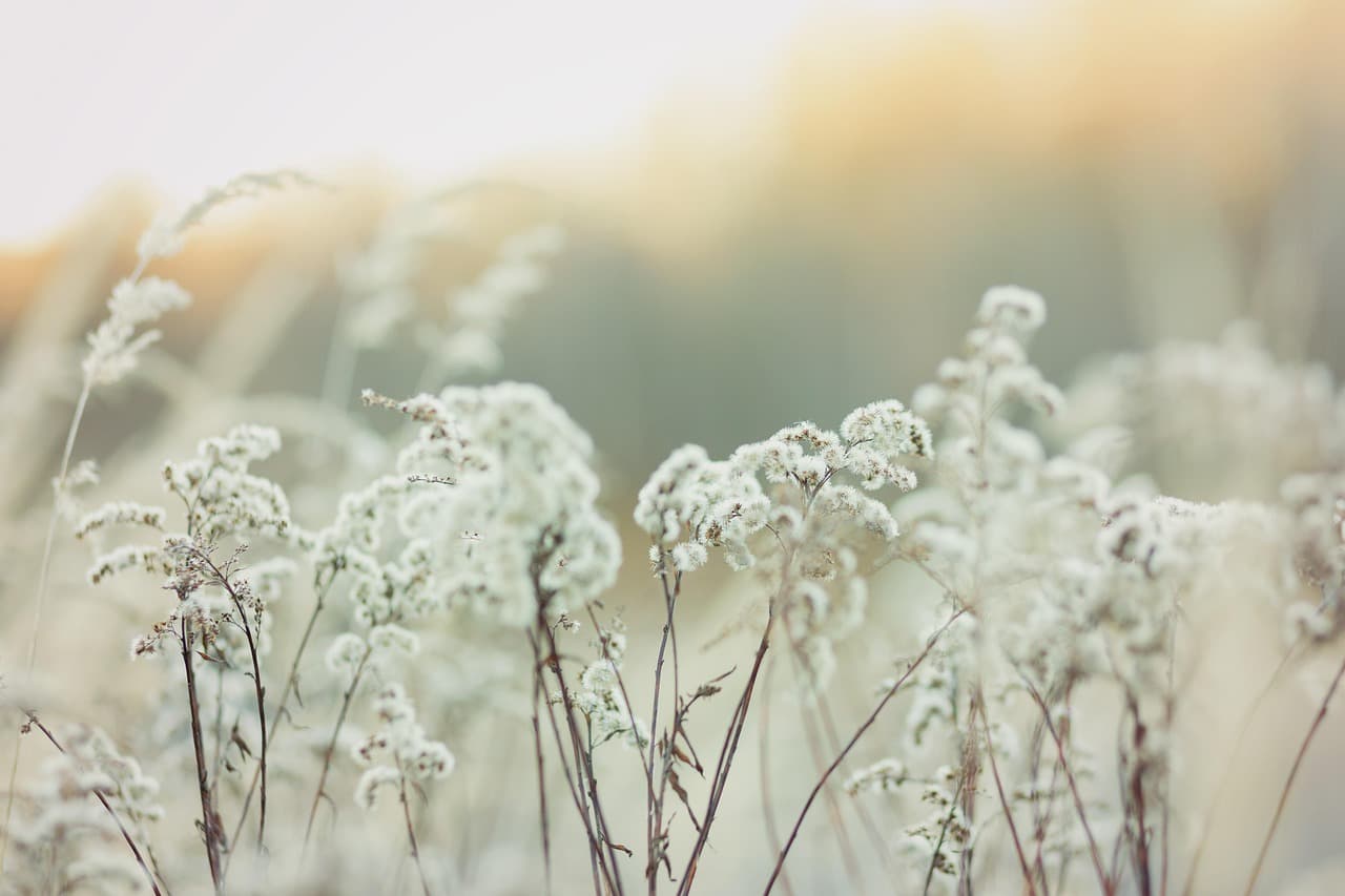 Warm low sunlight and soft sunbeams over a calm grassy field
