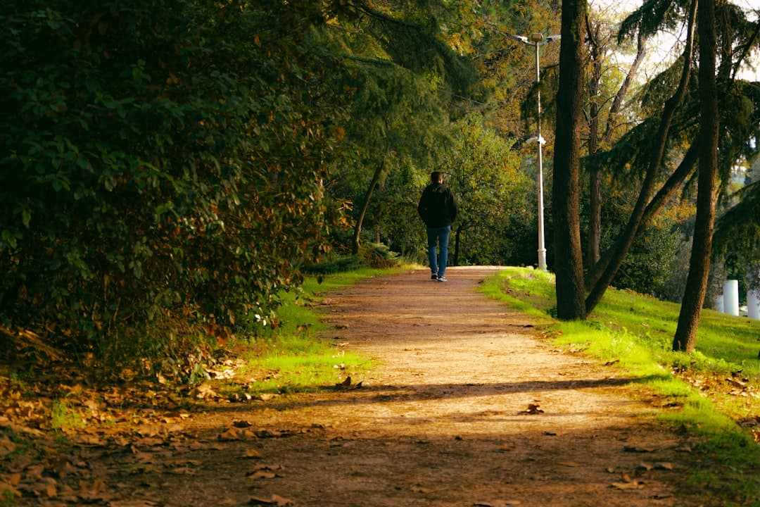 A person walking alone on a sunlit forest path surrounded by tall trees and autumn leaves