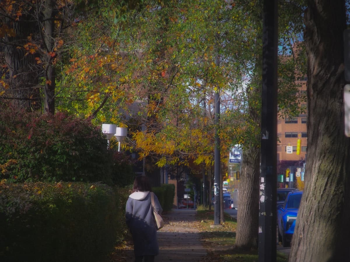 A person walking alone down a tree-lined sidewalk on a bright autumn afternoon