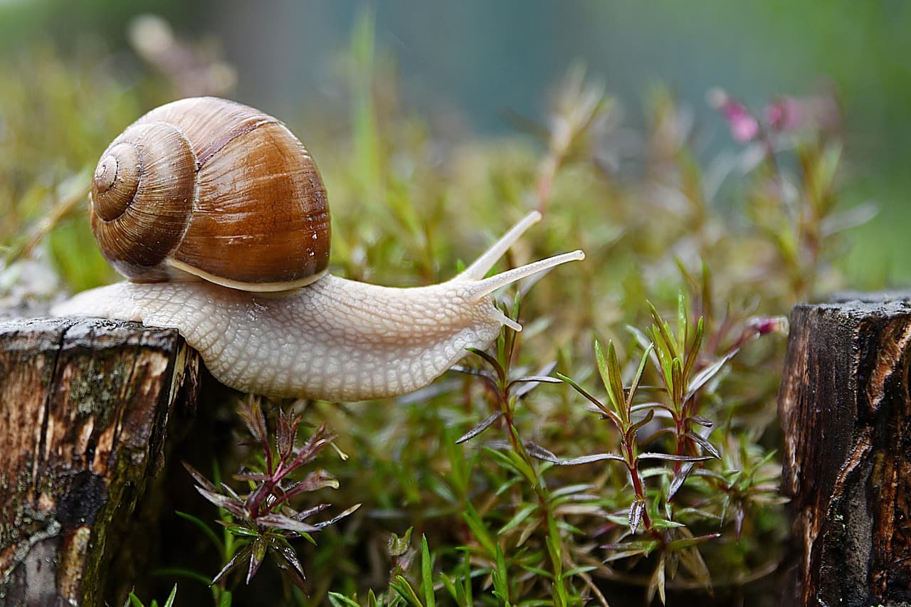 A garden snail gliding slowly off the edge of a mossy log toward green sprigs in soft daylight