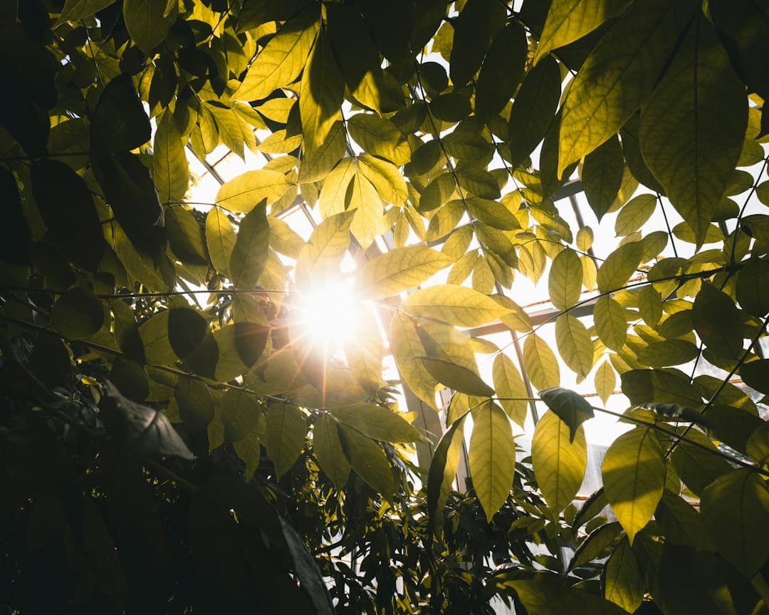 Morning sun shining through green and golden leaves