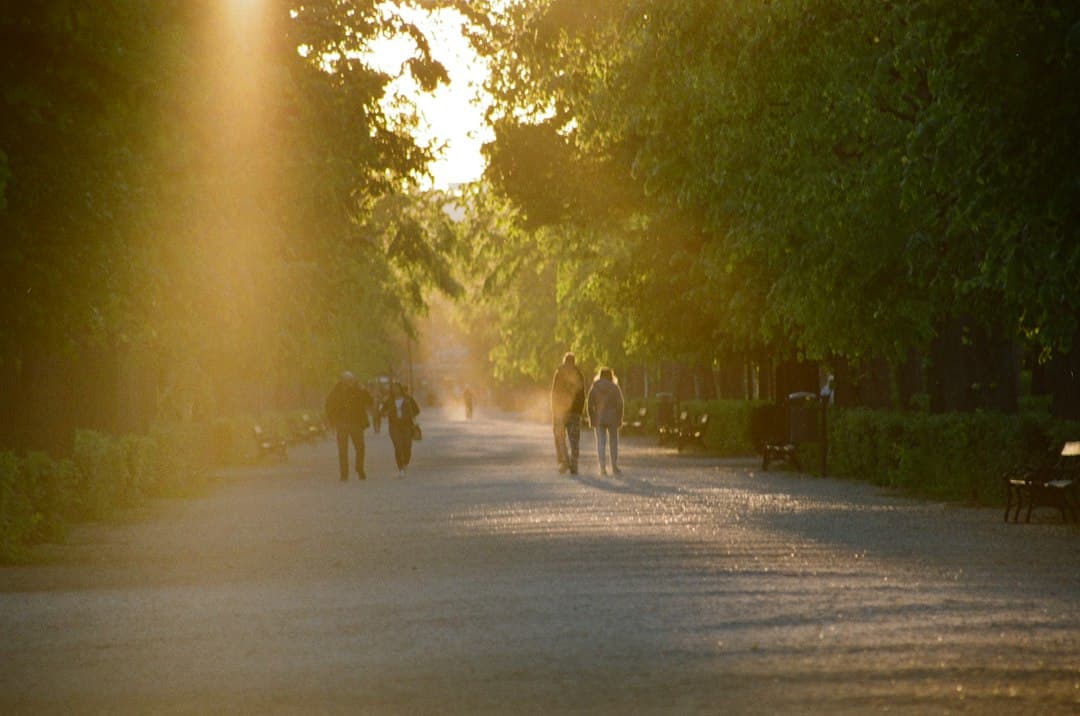Sunlight falling through tall trees onto people walking along a tree-lined path
