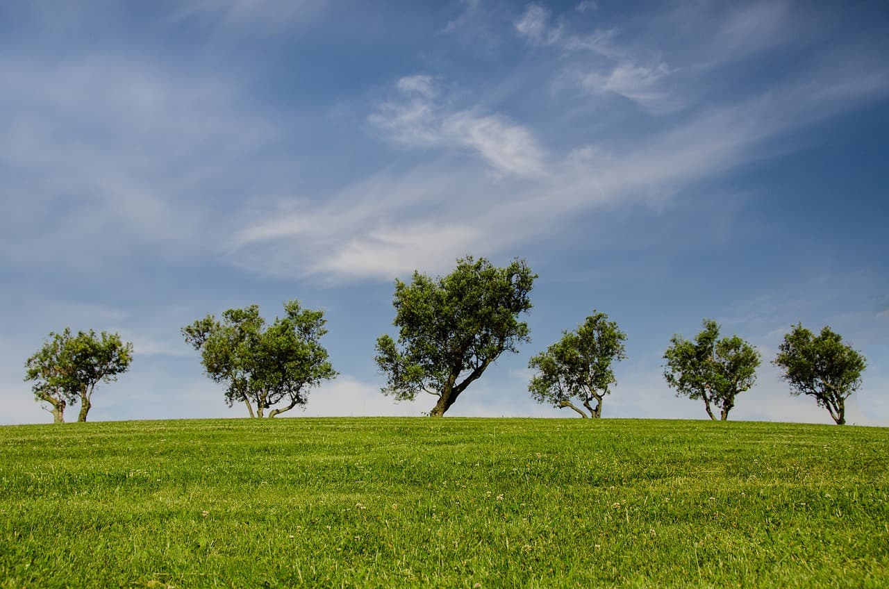 A green grassy hill with a few trees under a soft blue sky
